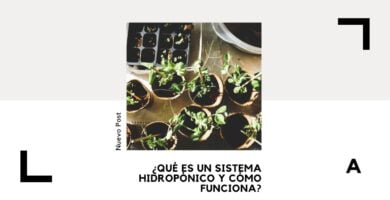 Sistema hidropónico