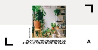 Plantas purificadoras de aire