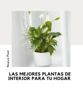 Plantas de Interior